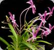 Neofinetia falcata cv. Koto
